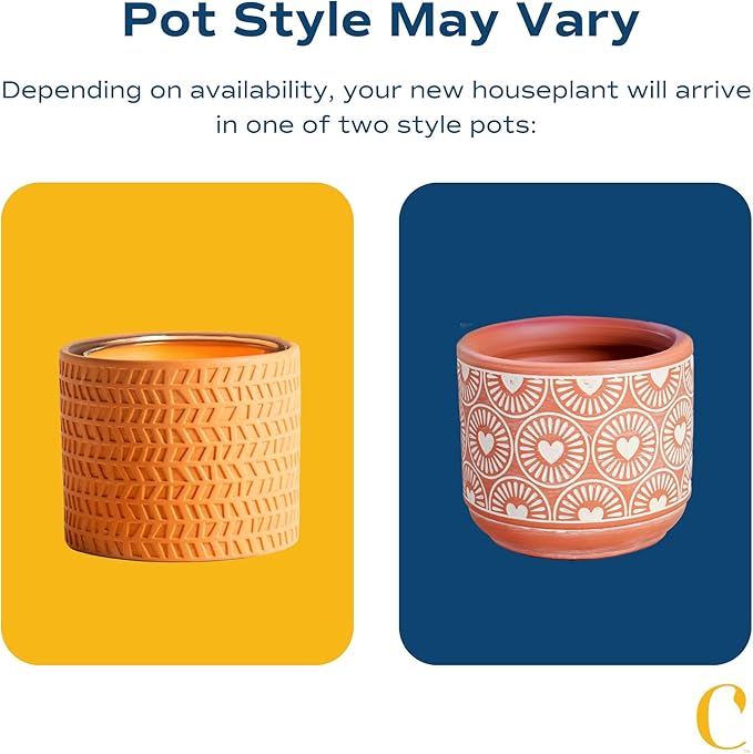 Costa Farms Aloe Vera, Easy to Grow Live Succulent Plant, Indoor Houseplant in Décor Plant Pot, Housewarming, Birthday Gift, Room or Home Decor, 10-12 Inches Tall