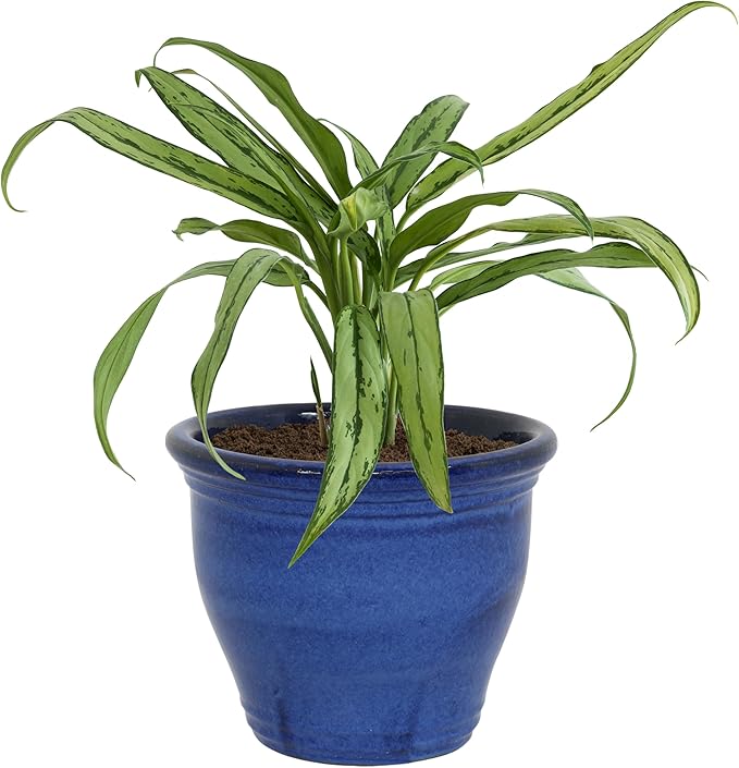 Sunnydaze Studio Large Ceramic Plant Pot - Round Outdoor Glazed Ceramic Planter Pot with Drainage - Imperial Blue - 14.5"