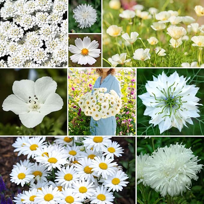 Eden Brothers Cloud 9 Flower Mixed Seeds for Planting, 1/4 lb, 120,000+ Seeds with White Candytuft, Cosmos Purity | Attracts Pollinators, Plant in Spring or Fall, Zones 3, 4, 5, 6, 7, 8, 9, 10