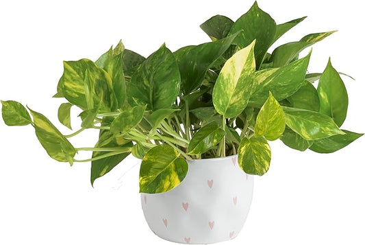 Costa Farms Live Pothos Plant, Easy to Grow Vining Houseplant in Cute Décor Planter, Housewarming Gift, Room Decor, 10-12 Inches Tall | Valentines Day Gift | Valentines Day Decoration