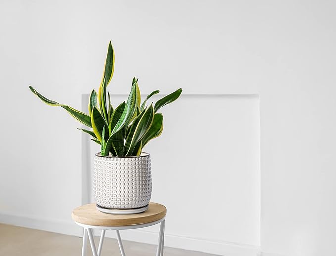 D'vine Dev 8 Inch Ceramic Beaded Stoneware Planter Pot - Flower Pot with Drainage Holes and Saucers for Indoor Succulent Plants or Flowers, Smoked White, 27-C-Q-1