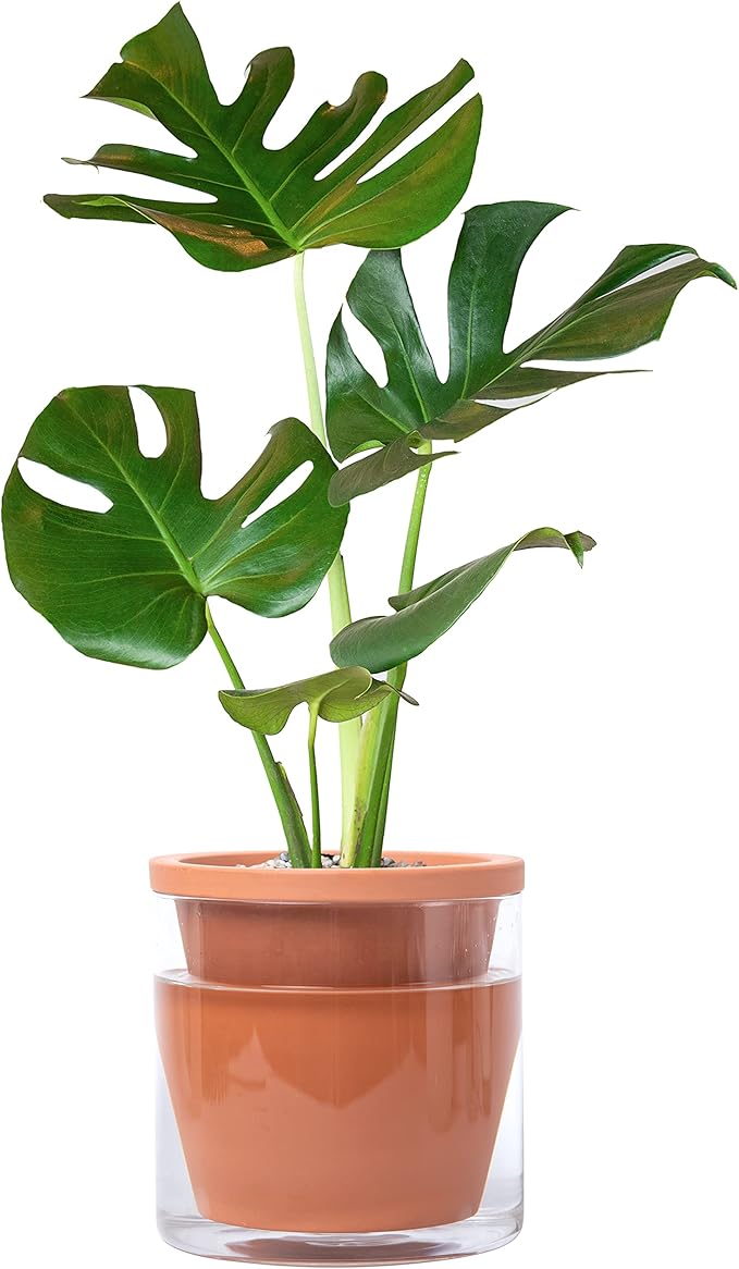 D'vine Dev 6 Inch Design Self Watering Pot for Indoor Plants, Terracotta Planter with Cylinder Glass Cup, Set of 1, 37-X-B-1