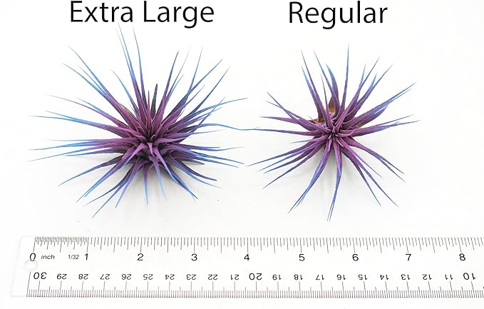 Live Extra Large Tillandsia Ionantha Guatemala Colorful Air Plant 3+ inch Enhanced Color Easy Care Indoor Outdoor Home Decor Gift Airplant by Awesome Industries (Lavender XL)