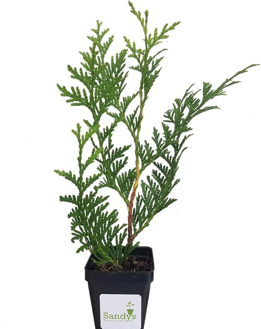 Thuja Green Giant Arborvitae Lot of 10, 3 Inch Pot