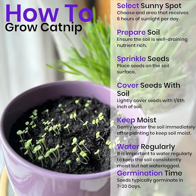 NatureZ Edge Catnip Seeds for Planting, 2200+ Herb Seeds, Indoor or Outdoor Growing, Cat Nip Seeds, Your Cat Will Love Them, Non-GMO