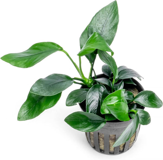 Anubias Live Aquarium Plants - Potted Freshwater Plant for Fish Tanks, Terrariums - Beginner Friendly Low Light (Spear Leaf, 1 Pot)