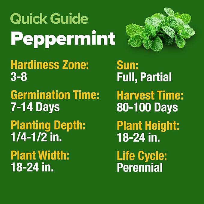 HOME GROWN Peppermint Seeds 2 Pack (Mentha × piperita) – 4,740 Heirloom Mint Seeds for Planting – 𝗡𝗢𝗡-𝗚𝗠𝗢, 𝗨𝗦𝗔-𝗦𝗢𝗨𝗥𝗖𝗘𝗗 – Grow Indoors or Outdoors, Kitchen Herb Garden Favorite