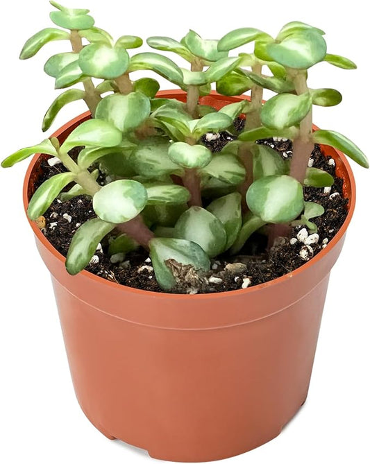 Live Succulent Plants Midstripe Rainbow Bush, Easy Care Potted Succulents, Approx 4" D x 8" H, Indoor Houseplant, Unique Gifts, Home Office Décor