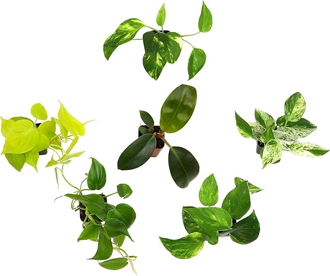 Plentiful Pothos & Philodendron (6-Pack), Pothos Live Plant Decor, Office Plants, Real Plants, Easy Indoor Plant, House Plants Indoors Live Plants Indoor Plants Live Houseplants by Plants for Pets