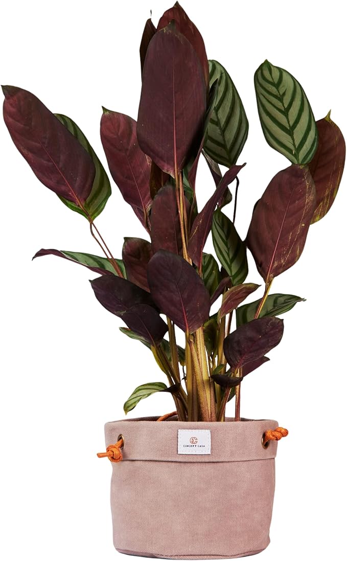 Large Waxed Canvas Handmade Hanging Planter for Indoor/Outdoor Plants, Hanging Basket Plant Holder Stone Gray