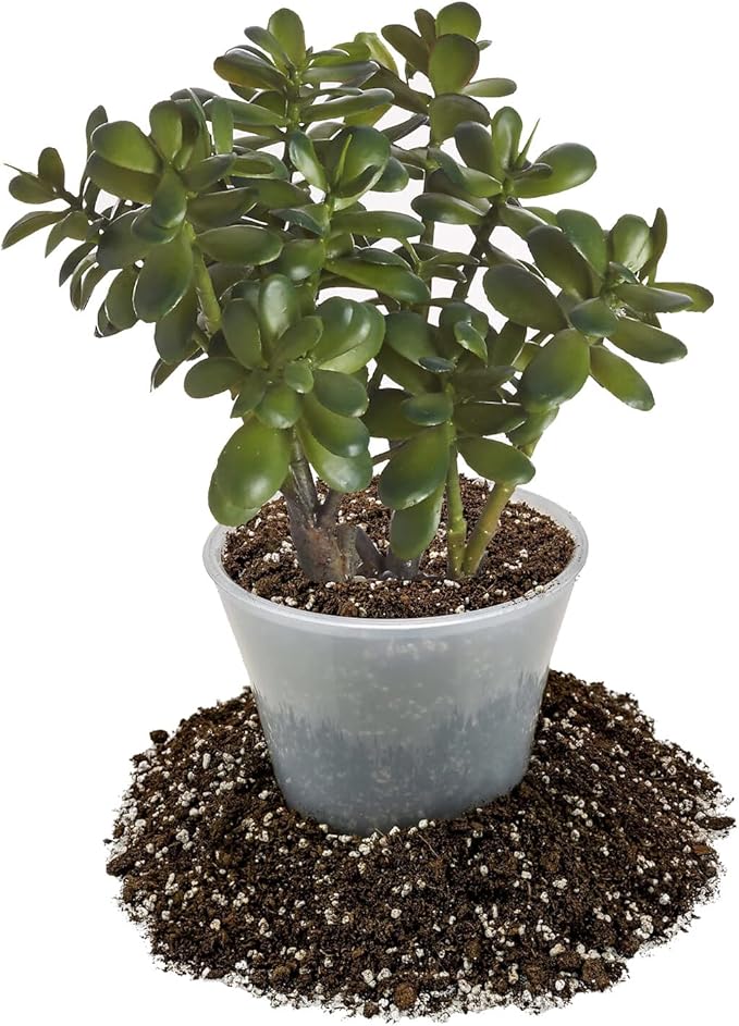 Premium Jade Plant Potting Soil Mix - (5 Quart Bag)