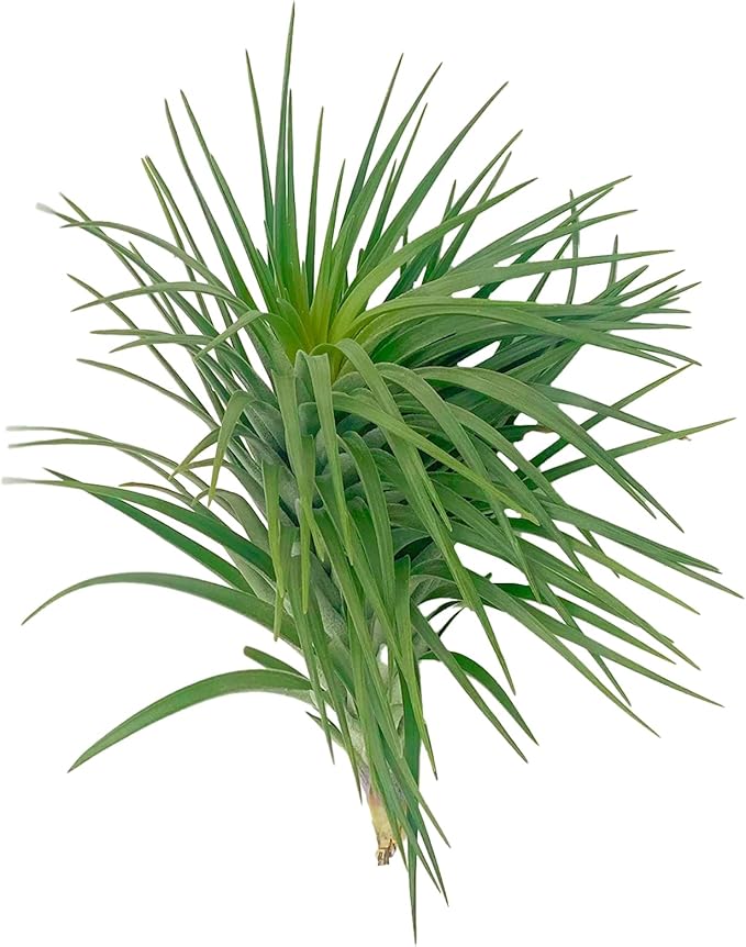 Air Plants - Flowering Tillandsia Pink Paske Large 5" - 5ct - Live Arrival Guaranteed - House Plants for Home Decor & Gift