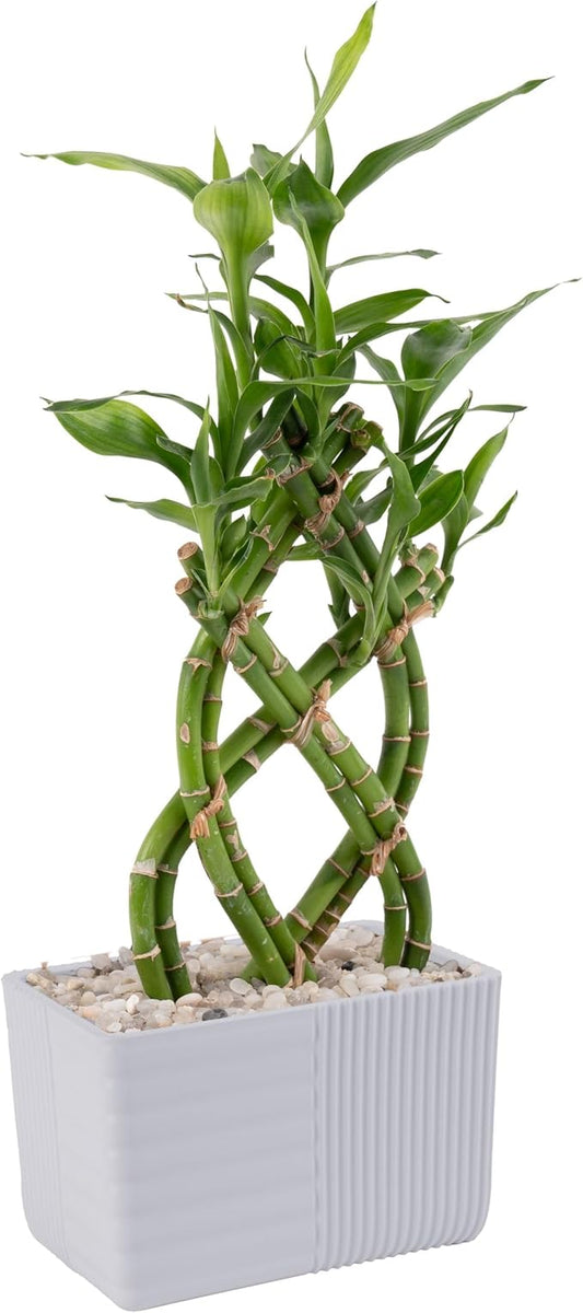 Costa Farms Lucky Bamboo Plant, Easy to Grow Live Indoor Houseplant in Ceramic Planter Pot, Potting Mix, Grower's Choice, Perfect for Home Tabletop, Office Desk, Shelf, Zen Room Decor, 12-Inches Tall