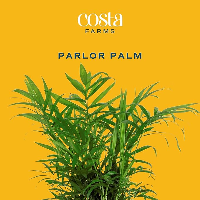 Costa Farms Parlor Palm, Neanthebella Tropical Live Plant, Easy to Grow Palm Houseplant Potted in Décor Plant Pot, Unique Plant Lover Gift, Living Room Home and Office Décor, 1 Foot Tall