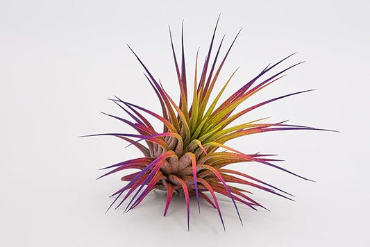 Live Extra Large Tillandsia Ionantha Guatemala Colorful Air Plant 3+ inch Enhanced Color Easy Care Indoor Outdoor Home Decor Gift Airplant by Awesome Industries (Sunset XL)