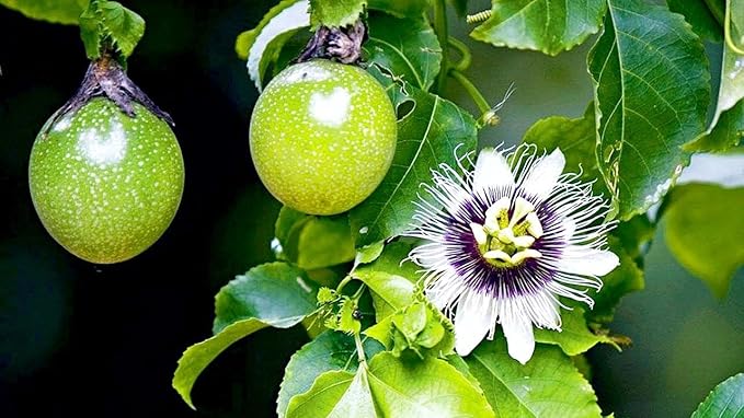 Premium Passion Fruit Potting Soil Mix - Perfect Balance of Nutrients, Drainage, and Aeration for Thriving Passion Fruit Vines - 5 Quart