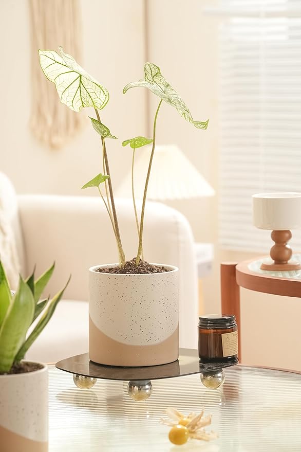 Ceramic Pots for Indoor Plants, 2 Set Flower Pots 5.4/4.3 Inch with Drainage, Double Color Glazed Speckled White & Terracotta Bottom Ceramic Planter Idea for Plant Lovers