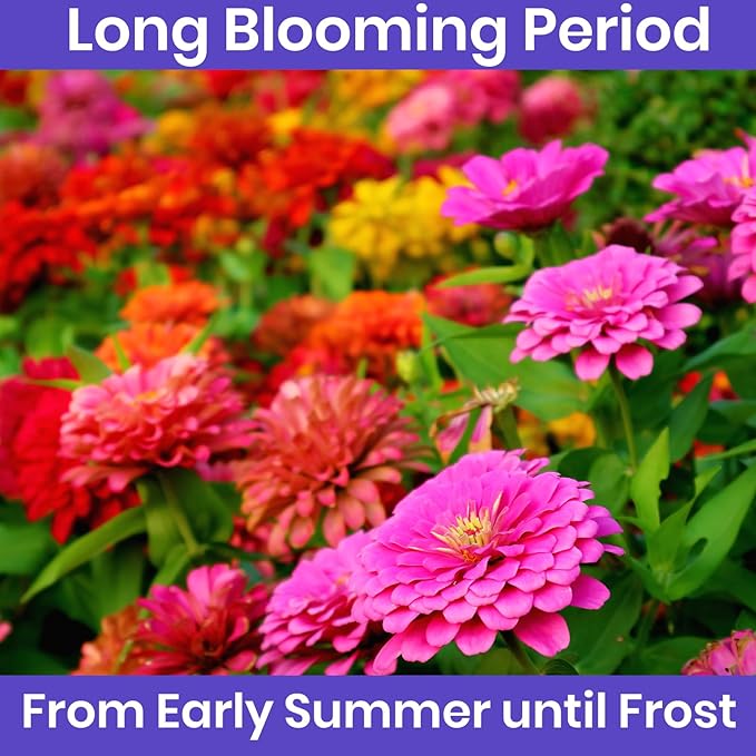 NatureZ Edge Zinnia Seeds for 2025 Planting Outdoors, Over 1600 Flower Seeds, 10g, Non GMO Made in USA, Bulk Semillas De Flores para Sembrar, Pumila Mix, Easy to Grow Zinnia Seed Mix