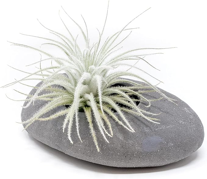 Air Plant Shop 10 Pack Rare Tectorum Ecuador Air Plants - Unique, Bright White, Nursery-Grown Tillandsia House Plant with Fuzzy Trichomes for Terrariums, Driftwood & Living Walls - Wholesale