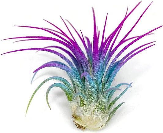 Ionantha Guatemala Tillandsia Air Plant, Guatemala Tillandsia Live Airplant, Healthy Arrival Guaranteed, Great Indoor Plant, Home Decor & Gift (Rainbow)