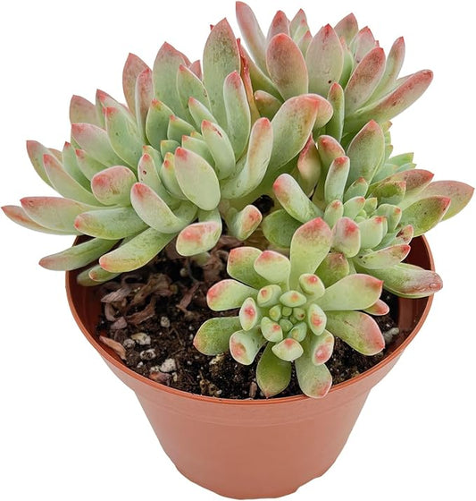 Live Succulent Plants Echeveria 'Blue Apples', Easy Care Potted Succulents, Approx 4" D x 4" H, Indoor Houseplant, Unique Gifts, Home Office Décor