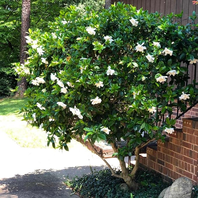 Gardenia Veitchii - Everblooming - Gardenia Jasminoides. Fragrant Evergreen Shrub with Glossy Foliage and Pure White Blooms, Perfect for Pots, Borders, or Gardens (2 Gardenia Veitchii Plants in Sac)