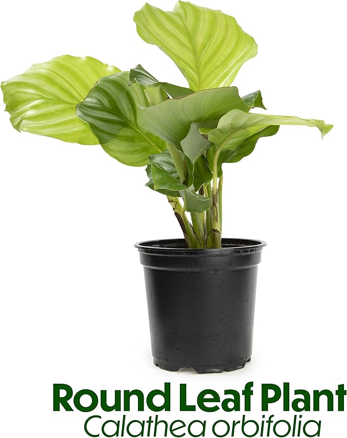 Calathea Prayer Plants Live House Plants Kit (4 PK), Calathea Plant Live Indoor Plants Live Houseplants, Live House Plants Indoors Live Plants Indoor, Live Indoor House Plants Live by Plants for Pets