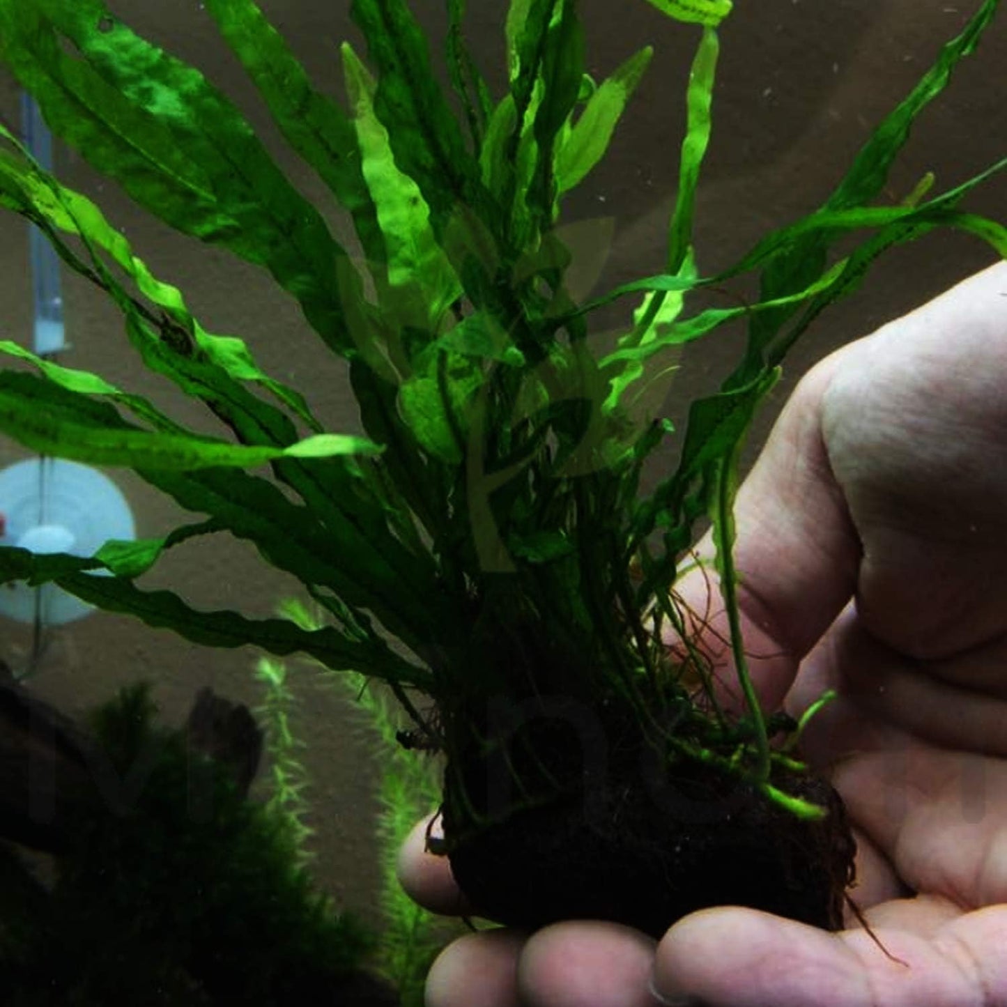 Java Fern Planted on Driftwood Microsorum Pteropus Freshwater Easy Low Light Live Aquarium Plant Decorations 3 Days Guarantee by Mainam