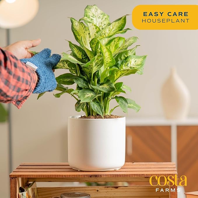 Costa Farms Dieffenbachia, Live Indoor Plant in Décor Plant Pot, Potted Houseplant in Potting Soil Mix, Real Plants Gift for Mom, Dad, 12-14 Inches Tall