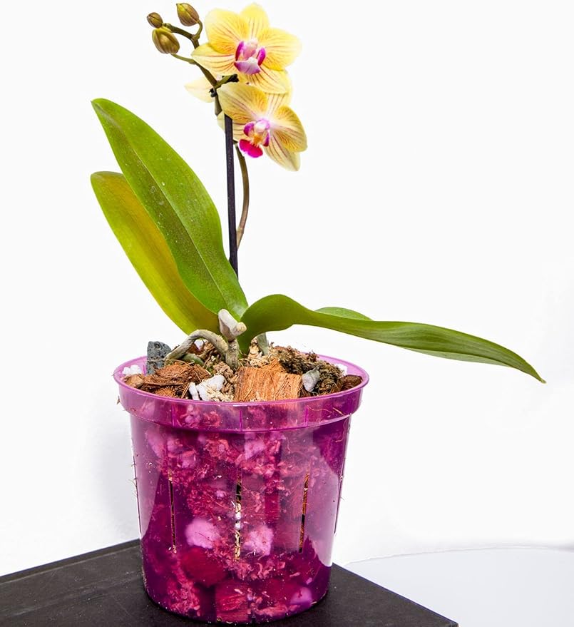 rePotme Orchid Pot - 8 inch Slotted Orchid Pots with Holes - 3 Pack (Rose Quartz)