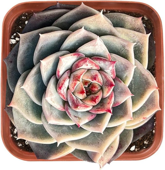 Live Succulent Echeveria 'Red Velutinous' Sugar Heart, Approx 2-inch Large, Potted Succulents, Fully Rooted, Easy Care House Plants