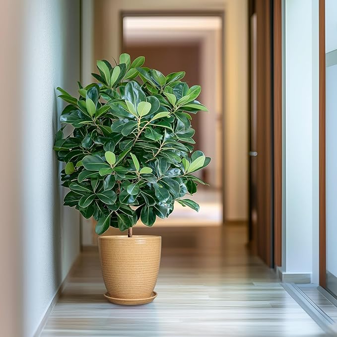 Ceramic Pot for Plants - 10 Inch Plant Pot with Drainage Hole and Saucer Outdoor Planter for Indoor Plants Round Flower Pot for Home Patio Garden Office Yellow