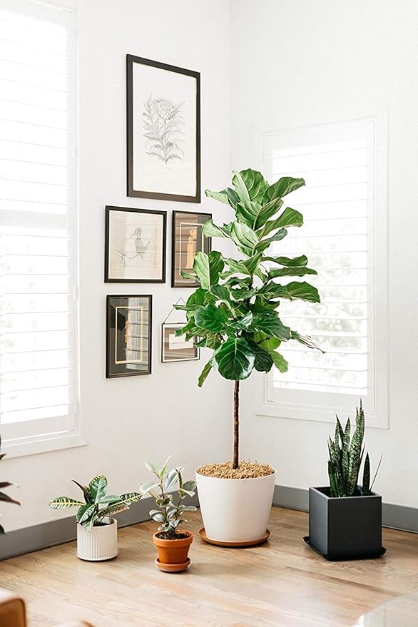 Curtis Wagner Plastics Hanging Basket Drip Pans (5-Pack) | Clear, Round (Diameter = 6.25" Base, 8" Top, 3.5" Depth) Hanging Plant Tray Saucer with Built-in Hooks & Water Catcher for Indoor & Outdoor