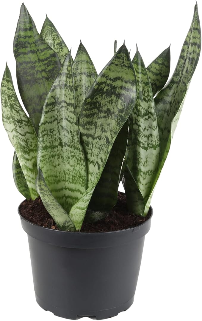 Premium Snake Plant Potting Soil Mix, Green Sansevieria Trifascatia Zeylanica Plants, Plant or Re-Pot Your Snake Plant - (5 Quart Bag)