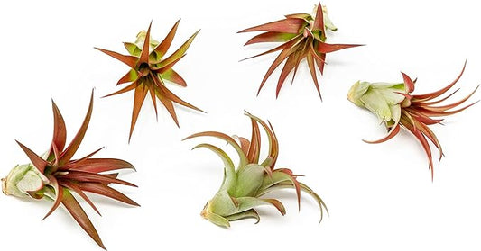 5 Pack Air Plants Red Abdita Tillandsia - Medium Air Plants Live Variety Pack - Live Succulent House Plant - Home Holders and Garden Decor - Easy Care Indoor and Outdoor Plant