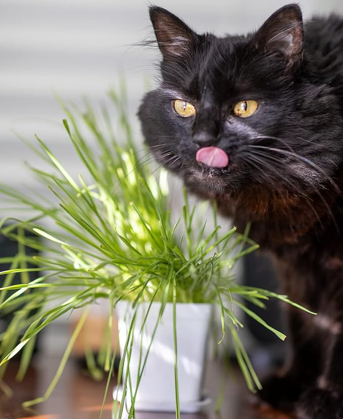 Cat Grass Refill Kit, Includes Seeds and Peat Soil Pellets, 3 Pack, Certified Organic (3 Seed Packs)