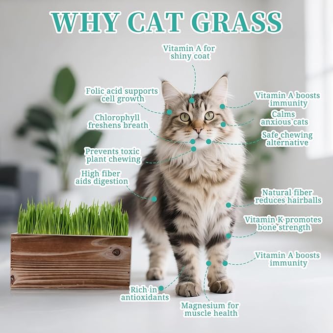 Cat Grass Kit for Indoor Cats - 5X Seed Packets with Handmade Wood Planter | Grow Organic Non-GMO Wheat Grass in 4-7 Days, Aids Digestion & Hairball Control, Ideal Gift for Cat Lovers