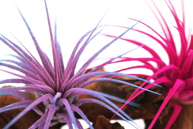 Live Extra Large Tillandsia Ionantha Guatemala Enhanced Colored Colorful Air Plant 3+ inch Easy Care Indoor Outdoor Home Decor Gift Airplant Awesome Industries Live Arrival Guaranteed (Twilight XL)