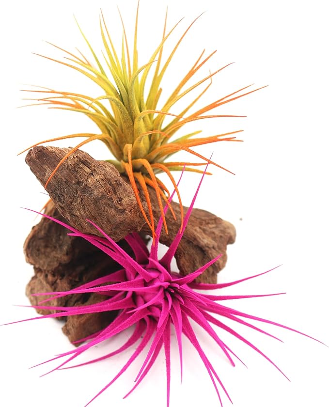 Live Extra Large Tillandsia Ionantha Guatemala Colorful Air Plant 3+ inch Enhanced Color Easy Care Indoor Outdoor Home Decor Gift Airplant by Awesome Industries (Pink XL)