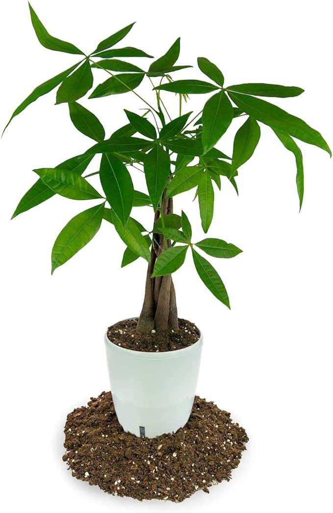 Money Tree Potting Soil, Soil Mix for Planting or Repotting Guiana Chestnut, Soil Blended to Properly Grow Money Tree Plants - (3 Quart Bag)