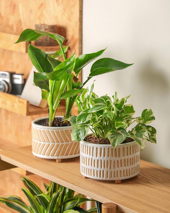 Succulent Pots, 6 Inch Pot for Indoor Plants, Footed Pots for Plants with Drainage, Succulents or Small Plant Indoor Plant Pots, Set of 2