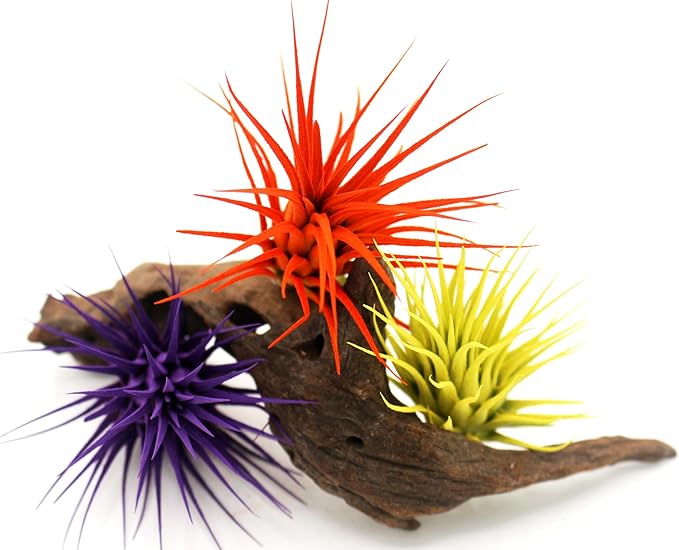 Live Extra Large Tillandsia Ionantha Guatemala Colorful Air Plant 3+ inch Enhanced Color Easy Care Indoor Outdoor Home Decor Gift Airplant by Awesome Industries (Orange XL)