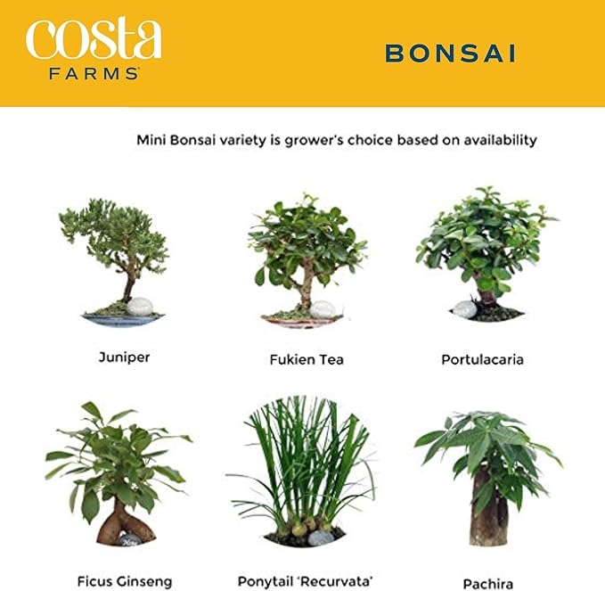 Costa Farms Mini Bonsai Tree, 1-Year Old Grower's Choice Live Indoor Plant, Easy to Grow Houseplant in Indoor Plant Pot, Potting Soil, Room and Home Decor, Birthday, Housewarming Gift, 10-Inches Tall