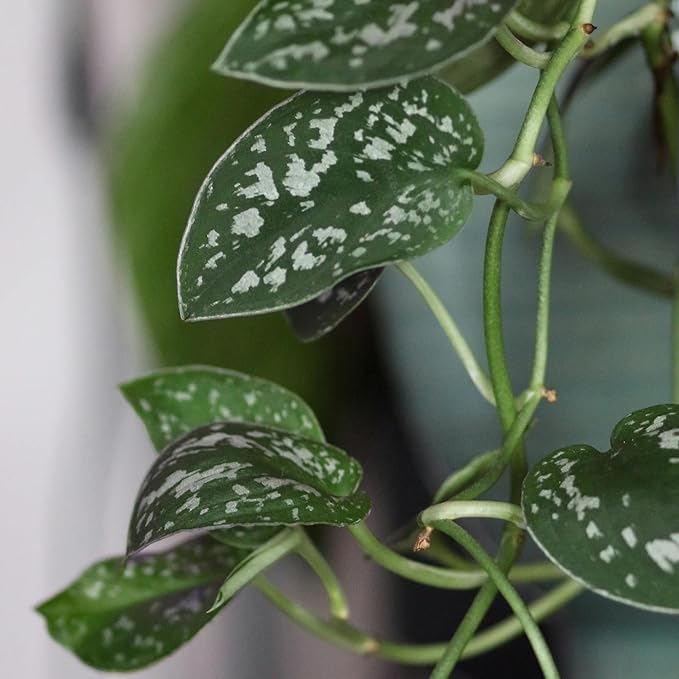 Live Pothos Plants (4PK) Indoor Plants Live Houseplants, Pothos Live Plant House Plants, Money Plant Indoor Pothos Plant Decor, Devils Ivy Trailing Plants Live by Plants for Pets,Black