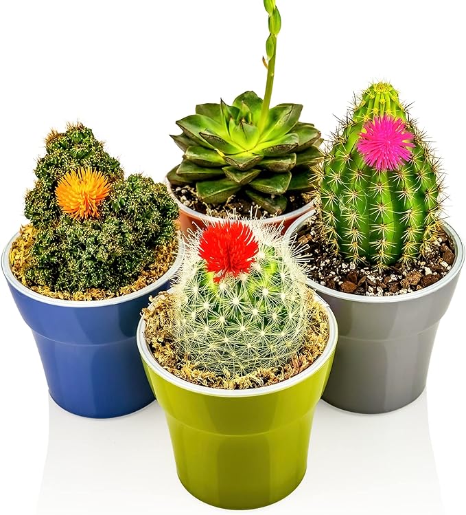 Elevate Your Space with Gardenera's Organic Potting Mix - Tailored for Thriving Aglaonema Plants and Lush Leaves - 2 Quart