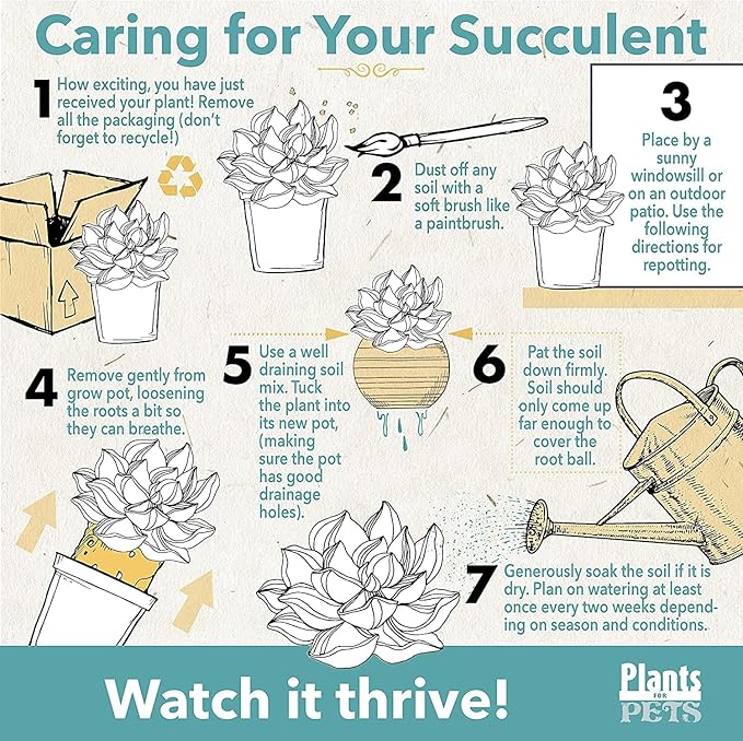 Succulents Plants Live in Plant Pot Set (3 Pack), Succulent Cactus Plants Live Plants, Indoor Plants Live Gardening Gifts for Plant Lovers, Live Succulents Plants Live Houseplants by Plants for Pets