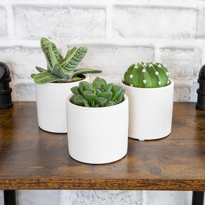 Plants for Pets Live Low Light House Plants in Ceramic Succulent Pots (3 Pack), Gasteria Succulent Plant and Cactus Plants Live with Potting Soil, Haworthia Succulents for Indoor Growing Home Décor