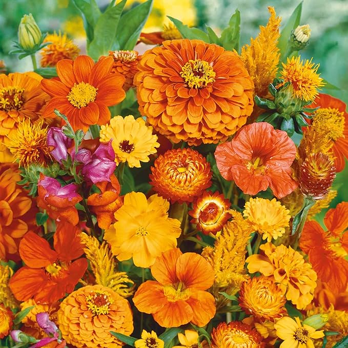 Eden Brothers Orange You Glad Flower Mixed Seeds for Planting, 5 lb, 2,400,000+ Seeds with Dahlia, Double Strawflower | Attracts Pollinators, Plant in Spring or Fall, Zones 3, 4, 5, 6, 7, 8, 9, 10