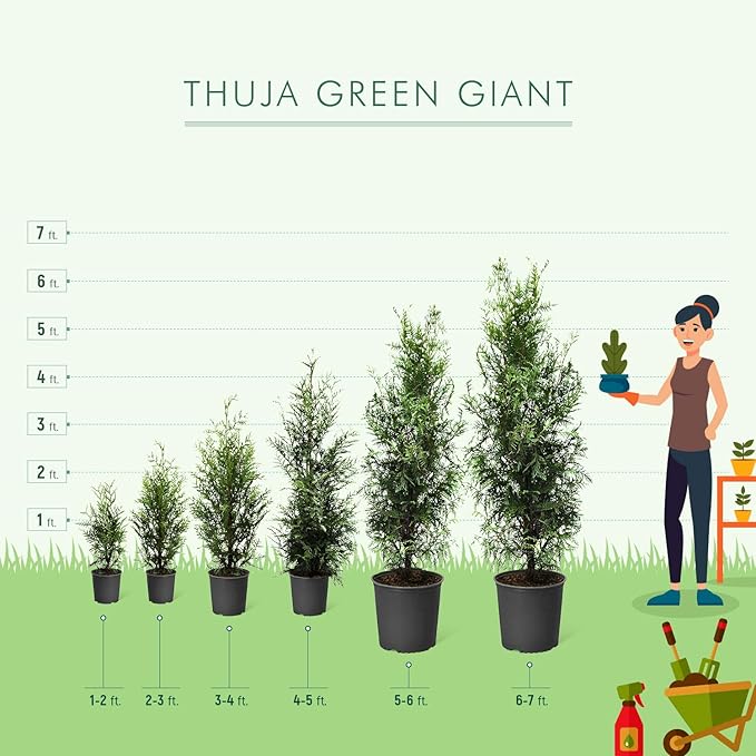 Brighter Blooms - Thuja Green Giant, 3-4 Feet - Live Plant - No Shipping to AK, AZ, HI, OR