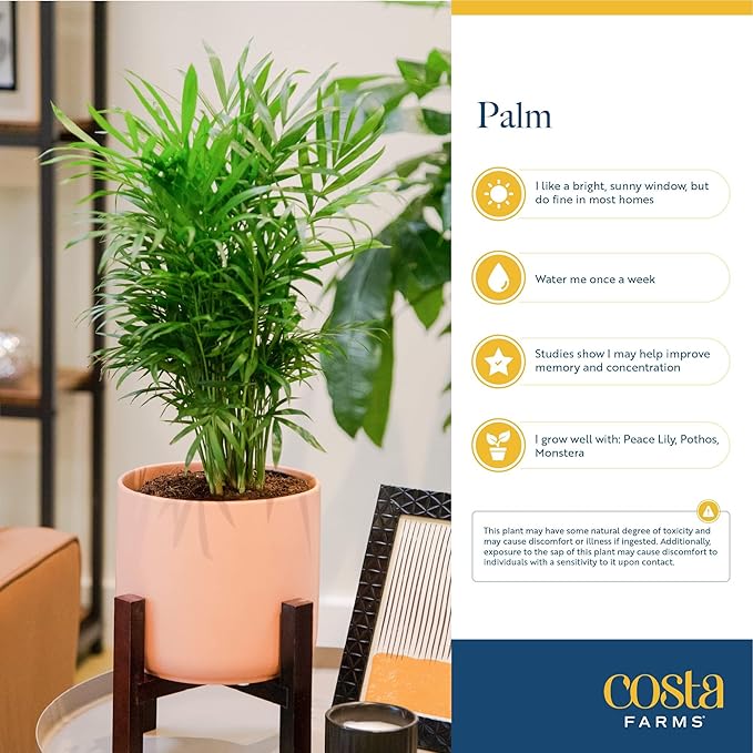 Costa Farms Parlor Palm, Neanthebella Tropical Live Plant, Easy to Grow Palm Houseplant Potted in Décor Plant Pot, Unique Plant Lover Gift, Living Room Home and Office Décor, 1 Foot Tall